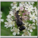 Ectemnius lapidarius - Grabwespe w04.jpg